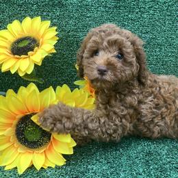 Goldendoodle and Poodle Puppies from Katy's Toy Poodles & Doodles