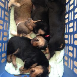 Otterhound Puppies from Blue Fairy Otterhounds