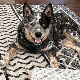 Bash - Australian Cattle Dog