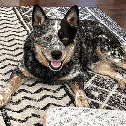 Bash - Australian Cattle Dog
