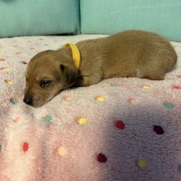 Yellow - Wheaten male Dachshund puppy in Live Oak, Florida from The Weenie Herd Mom