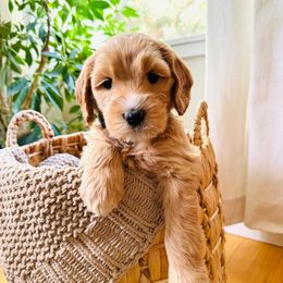 Whitney Houston - Red Australian Labradoodle puppy in Washington from Primrose Australian Labradoodles