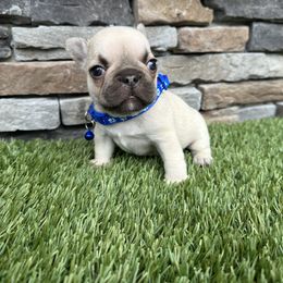 Chipmunk - Fawn and white male French Bulldog puppy in Jacksonville, Florida from Jacksonville Frenchies