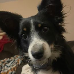 Miniature Australian Shepherds from Norris Aussies