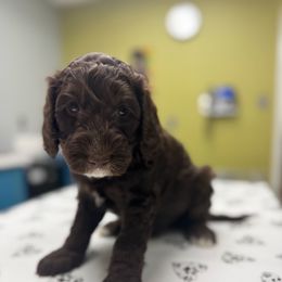 Blue Collar Boy - Chocolate male Australian Labradoodle puppy in Hagerstown, Maryland from Westfields Labradoodles