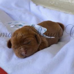 AKC Ruby Male 1 - Ruby male Cavalier King Charles Spaniel puppy in Resaca, Georgia from Freeman's Royal Cavaliers