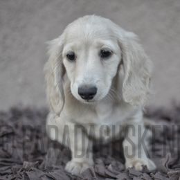 Clover - Cream female Dachshund puppy in Visalia, California from Paradachs Kennels