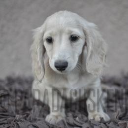 Clover - Cream female Dachshund puppy in Visalia, California from Paradachs Kennels