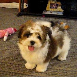 Tapscott B.I.S. Havanese breeder of Havanese