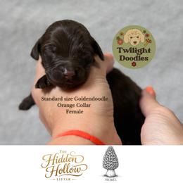 Morel - Orange Collar - Chocolate female Goldendoodle puppy in Garland, Texas from Twilight Doodles