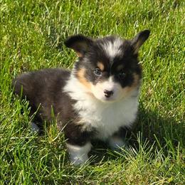 GLORIA fluffy tail docked - Black and tan female American Corgi puppy in Walker, Iowa from Double K Corgis