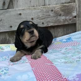 Laurel - Black and cream female Dachshund puppy in Squires, Missouri from Hudson’s Hounds