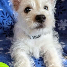 West Highland White Terriers from Arlita's Westies