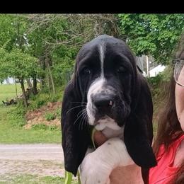 Wally - Black and white male Basset Hound puppy in Imler, Pennsylvania from Happy Hounds