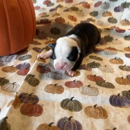 Bailey - Black and white female Boston Terrier puppy in Lakewood, California from So Cal Boston’s