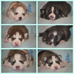Siberian Husky Puppies from Spalla Pups