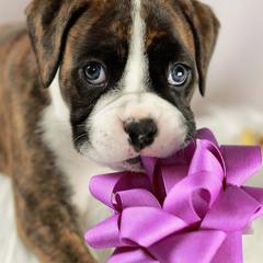 Boxer Puppies from Lando Boxers