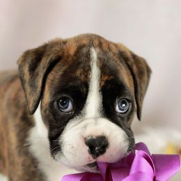 Boxer Puppies from Lando Boxers