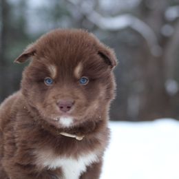 Hershey - Red and white male Alaskan Malamute puppy in Independence, Virginia from New River Valley Malamutes