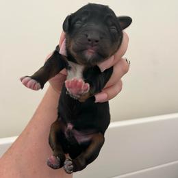 Pink girl - Black and tan female Companion Cross puppy in Calimesa, California from Teakwoodpoodleofsocal
