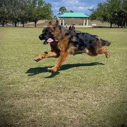 Teddy - German Shepherd