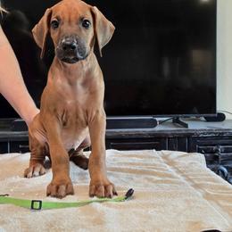 Lime green - Rd whtn blk nose male Rhodesian Ridgeback puppy in Ocala, Florida from Avanti Ridgebacks