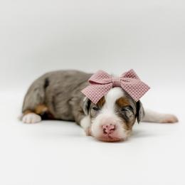 TEACUP Sparkles (purple collar) - Blue merle female Aussiedoodle puppy in Sharpsburg, Georgia from Steindoodles