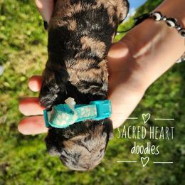 Goldendoodle Puppies from Sacred Heart Doodles