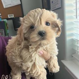 Lady Abby - Apricot female Maltipoo puppy in Southern,, California from Maltipoo Tiny Pups & More