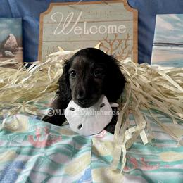 Dachshund Puppies from M.H.P Dachshunds