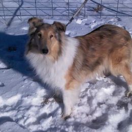 Tundra's mother Dee - Collie