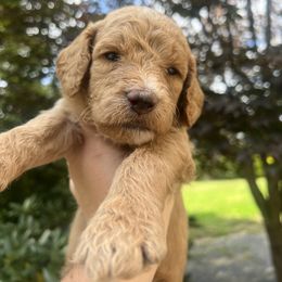 Boy 4 - Red  Goldendoodle puppy in Bluefield, Virginia from Love on a Leash