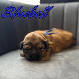 Bluebell - Sable male Shih Tzu puppy in Joplin, Missouri from Loyal Tzu's