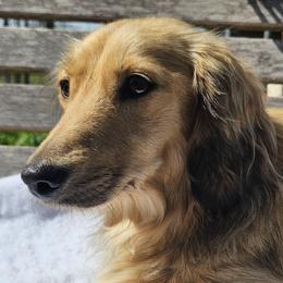 Taylor - Dachshund