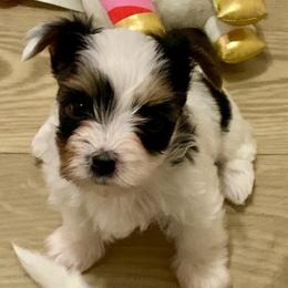 Boy 1 - Charting to be about 4lbs - Black tan and white male Biewer Terrier puppy in Litchfield Park, Arizona from Phoenix Golden Retriever & Biewer Terriers