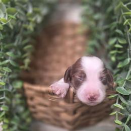 Porkchop - Piebald male Dachshund puppy in Grant, Michigan from Low Down Dashchuand