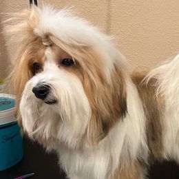 Richard - Havanese
