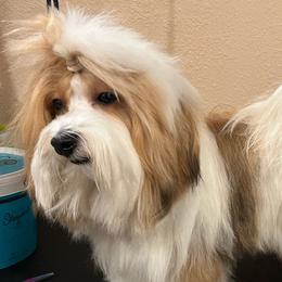 Richard - Havanese