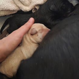 Girl 1 - Yellow female Labrador Retriever puppy in Lenore, Idaho from Sunny Skies Retrievers