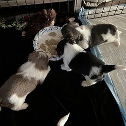 Shih Tzu Puppies from Beachamp’s Shih tzu’s