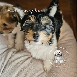 Coton de Tulear Puppies from Jac Be Nimble Cotons