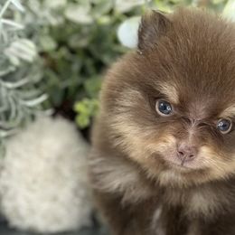 Pomeranians from Belt Fed Kennels