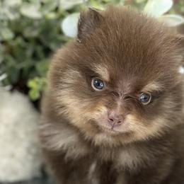 Pomeranians from Belt Fed Kennels