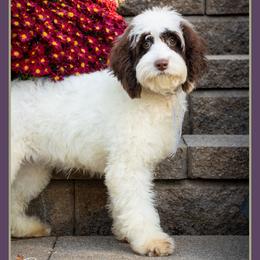 Betty - Brown and white female Cockapoo puppy in Connersville, Indiana from Deaz Doodle Ranch