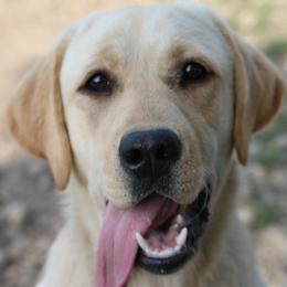Laci - Labrador Retriever