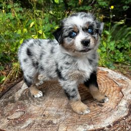 Australian Shepherd Puppies from Dandelion Farms PDX