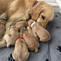 Girl 1 - female Golden Retriever puppy in De Beque, Colorado from The Wildfire Ranch
