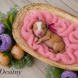 Destiny - Red  female Goldendoodle puppy in Roseburg, Oregon from Dbos Furry Friends