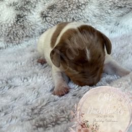 Dachshund Puppies from CSW Dachshunds