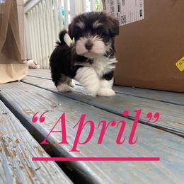 Havanese Puppies from Coco’s Puppies
